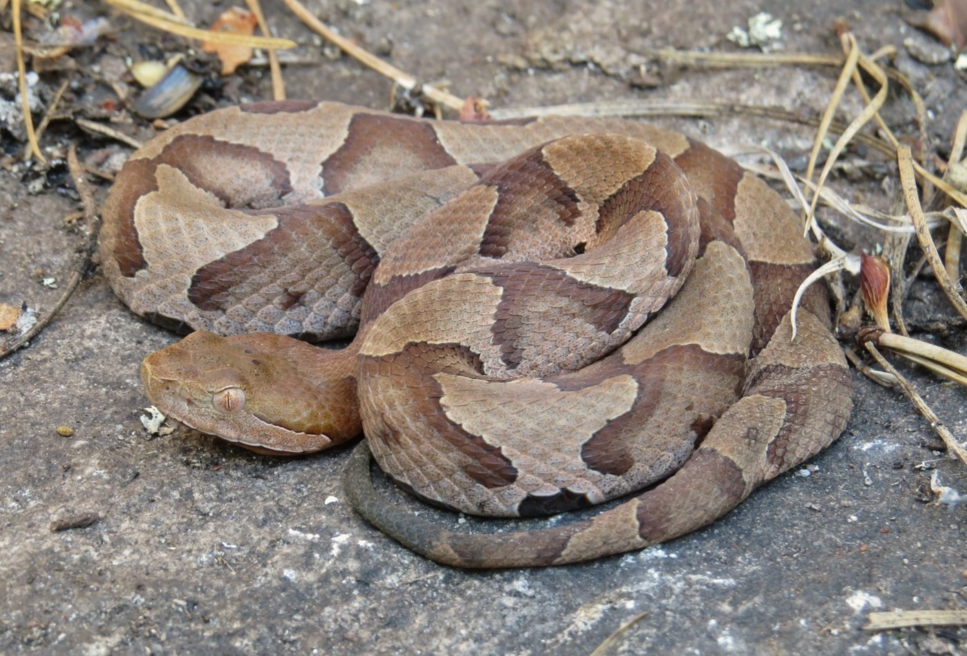 Why You Should Let A Copperhead Live In Your Yard Debunking Snake